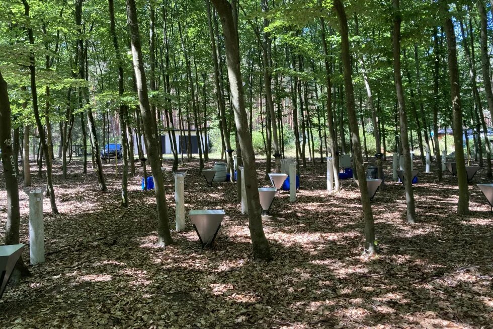 Buchenfläche der hydrologischen Forschungsstation Britz