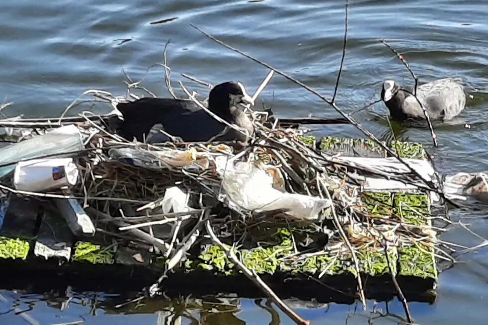 Plastiknest in Amsterdam