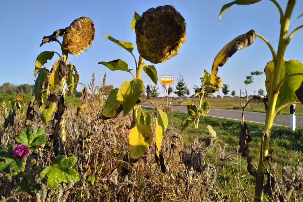 Im Vordergrund strecken sich einige verblühte Sonnenblumen. Eine kleine Malve blüht noch
