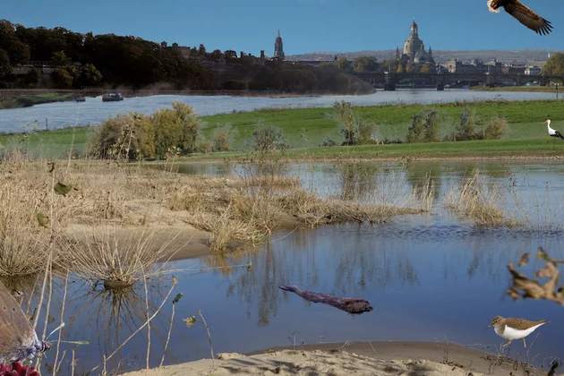 Elbaue (Collage) mit der Silhouette von Dresden im Hintergrund