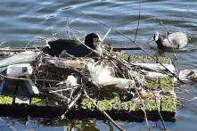 Plastiknest in Amsterdam