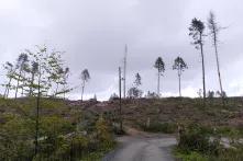 Von einem ehemals dichten Fichtenwald sind nur noch wenige geschädigte Bäume erhalten (Sächsische Schweiz).