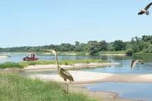 Ein natürlich mäandernder Fluss. Tiere (Fische, Reiher und Möwe) sind zu sehen.