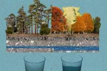 Im Vergleich: Grundwasserneubildung unter Nadelbäumen (links) und Laubmischwald (rechts)