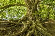 Buche mit kräftigen Wurzeln