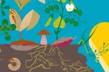 Grafik eines Bodenausschnitts mit Wurzeln und Bewuchs über dem Boden