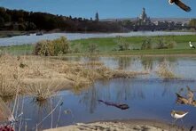 Elbaue (Collage) mit der Silhouette von Dresden im Hintergrund