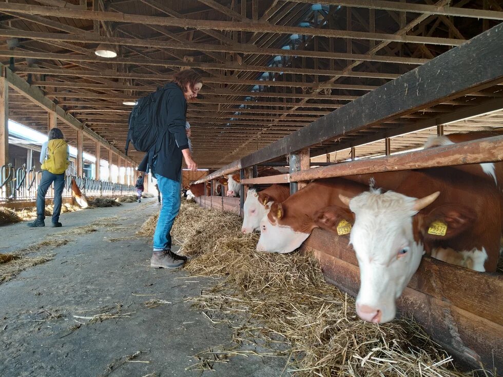 Im Kuhstall des Hof Mahlitzsch.